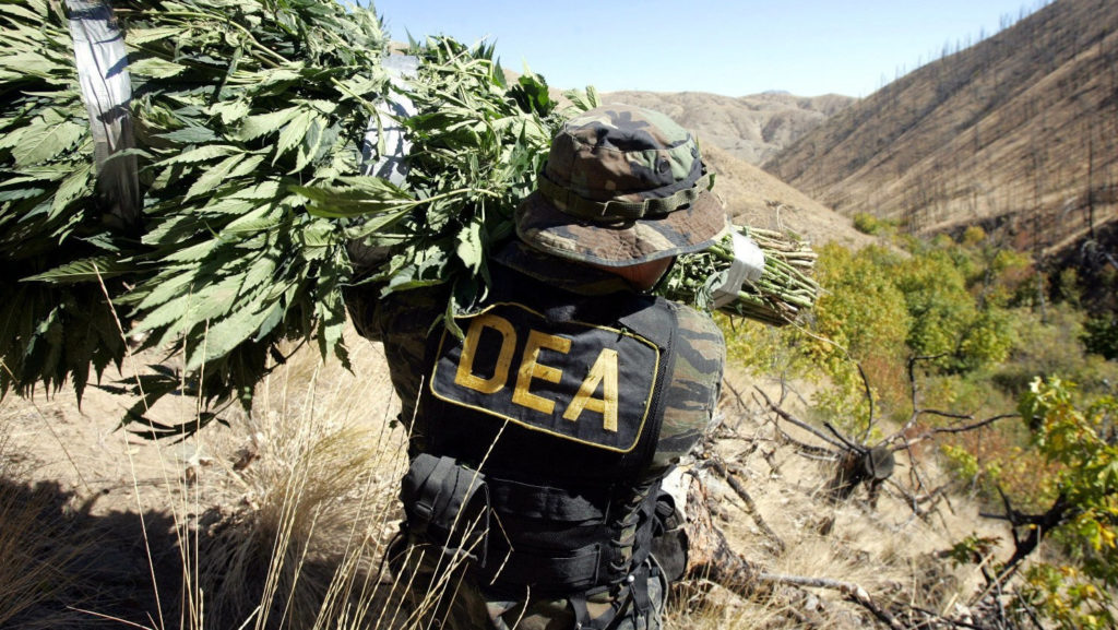 DEA officer carrying marijuana plants
